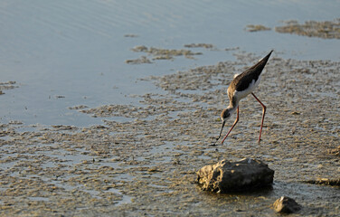 Bird in the water shore beach foraging in the Camargue