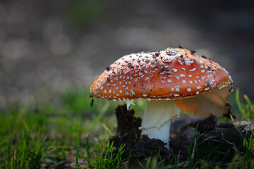 Natural Amanita muscaria mushroom growing in the forest
