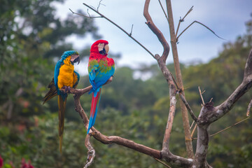 Two wild macaws in the Amazon in Ecuador 