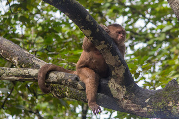 A common wooly monkey sitting in a tree in Playa de los Monos
