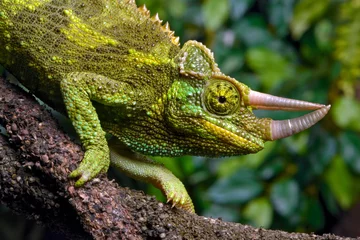 Tafelkleed Jackson's chameleon // Dreihornchamäleon (Trioceros jacksonii) © bennytrapp