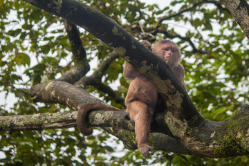 A common wooly monkey sitting in a tree in Playa de los Monos