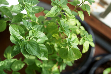Top view of Thai Basil in a pot, a fresh and fragrant flavor herb that widely used in Southeast...