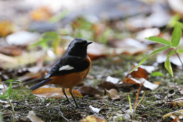 Daurian redstart on the ground in autumn