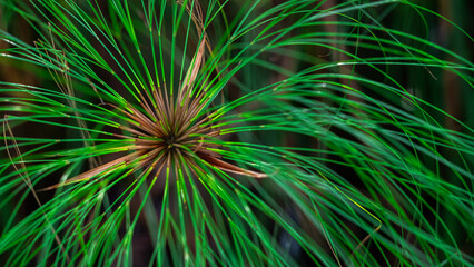 Closeup of a beautiful grass texture
