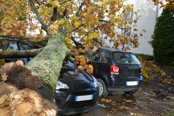 Climat - Tempête - Vent violent - Chute d'un arbre