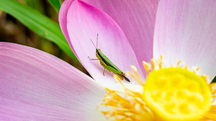 close up of pink flower and grasshopper 