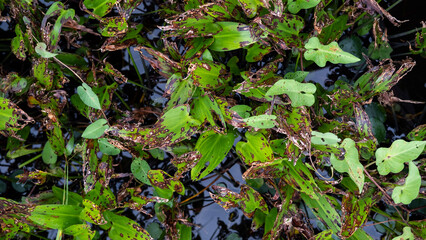 Nature background