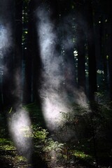 Fog in the forest