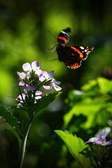 butterfly