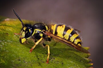 closeup of a wasp