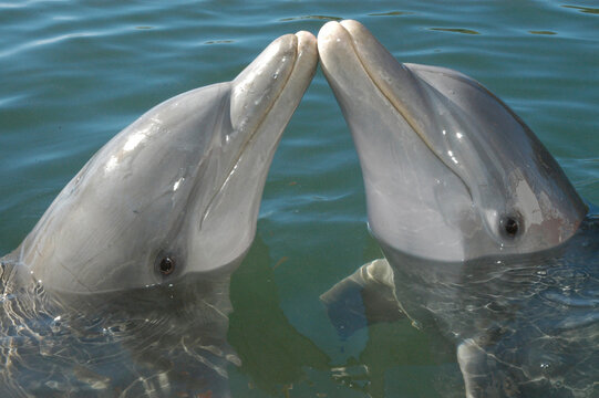 Sweet dolphin kiss
