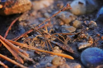 closeup of a spider