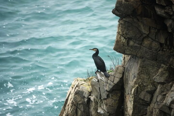Cormorant on the Passing cape of Popov Island in Peter the Great Bay of the Sea of Japan