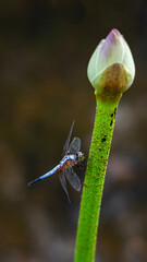 dragonfly on a lotus buds