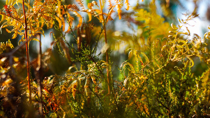 Vue rapprochée de fougères et de bruyères sauvages, pendant l'heure dorée, dans la forêt des Landes de Gascogne.  Les teintes sont automnales