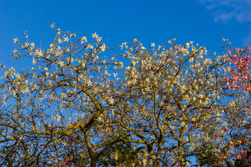 Blooming Tree Branches Under Blue Sky