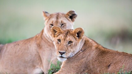 African Elegance: Double Lions of Kenya