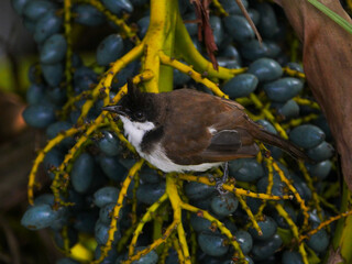 Portrait of a young Bulbul bird perching in natural environment 