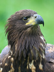 White-tailed eagle (Haliaeetus albicilla)
