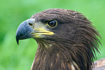 White-tailed eagle (Haliaeetus albicilla)