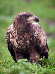 White-tailed eagle (Haliaeetus albicilla)