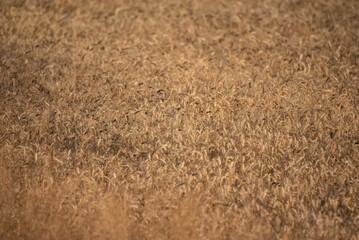 Fototapeta na wymiar Ears of grain close-up. Golden ripening grain. Ears of rye before harvest in the field. Growing grain in the field.