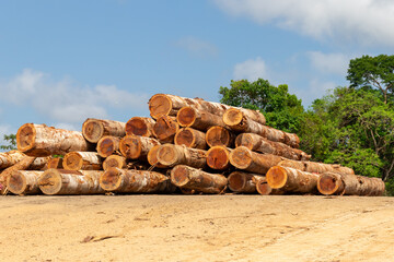 Sustainable forestry: timber log storage yard in the brazilian Amazon rainforest - obrazy, fototapety, plakaty