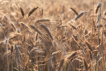 Ears of grain close-up. Golden ripening grain. Ears of rye before harvest in the field. Growing grain in the field.