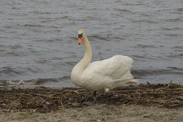 white swan on the lake