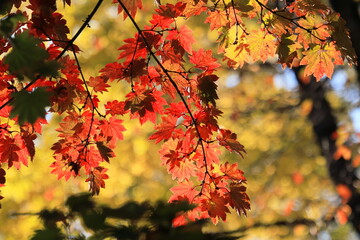 全国城巡り　信州上田城址とその周辺