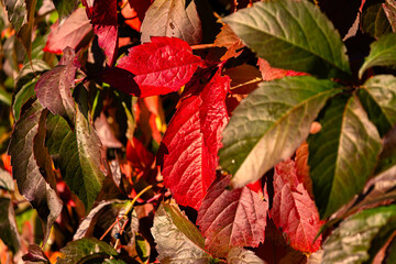 Autumn colors, leaves, Warsaw, Poland