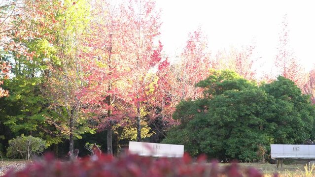Colorful momiji trees in autumn season in Japan. Colorful momiji leaves.