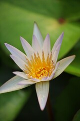 close up of lotus petals