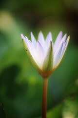 close up of lotus petals