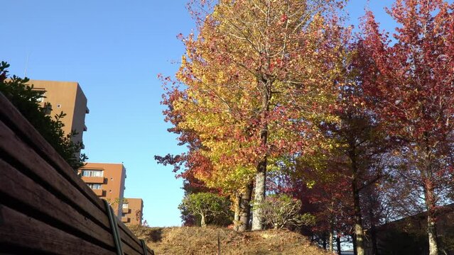 Colorful momiji trees in autumn season in Japan. Colorful momiji leaves.