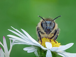 Honigbiene (Apis mellifera) auf Gänseblümchen