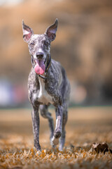 A whippet dog running