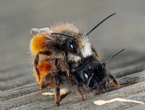 Geh&ouml;rnte Mauerbienen (Osmia cornuta) bei der Paarung