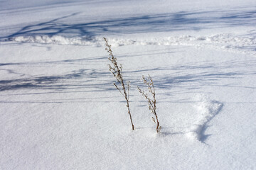 Two small branches of a plant, covered with frost, stand alone in white snowdrifts on a winter day.