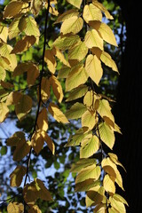 colorful autumnal seasonal leaves in park 