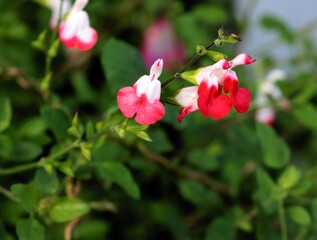 red and white petals of Salvia microphylla plant close up