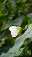 Closeup of flower of Abutilon lucky lantern white, Flowering Maple.