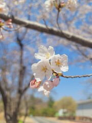 Sakura flowers in south korea 00004