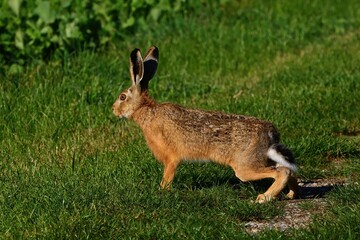 closeup of a hare
