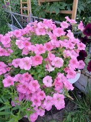 a huge bush of pink blooming petunia in a pot on a flower bed in a sunny garden. Floral Wallpaper