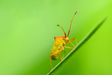 Closeup of a single orange-yellow beetle clinging to the tip of a grass plant on a green background.