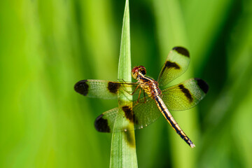 Closeup of a gray-black dragonfly perched on the tip of a grass plant on a green background.