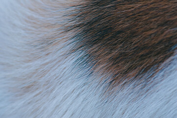 The fur of male dogs alternates between black, brown, and white.