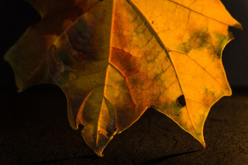 Żółto-czerwony jesienny liść klonu - obrazy, fototapety, plakaty